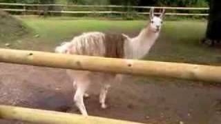 Llama Lama glama defecating at Saarbrücken Zoo Saarbrücken Germany 25072011 [upl. by Lissa]