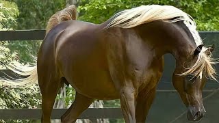 Arabian Horse videos compilation  4  😉 2021 Try not to watch it till the end [upl. by Nagem]