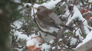 Дроздрябинник Fieldfare [upl. by Varien]