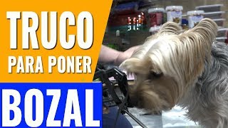 TRUCO PARA PONER EL BOZAL A TU PERRO ¡FÁCIL [upl. by Aleekahs]