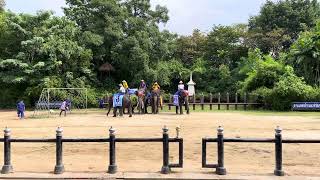 Elephants playing soccer😲 elephant soccer [upl. by Barris]