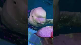 Today I had a peaceful time with Xiao Hei The white whale eats ice Tiger Beach Fish [upl. by Myra]