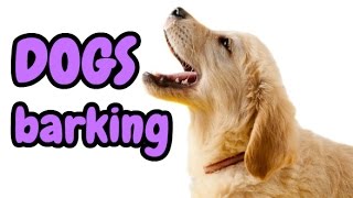 DOGS BARKING  12 Dog Breeds Barking HD Sound Effect [upl. by Raney]