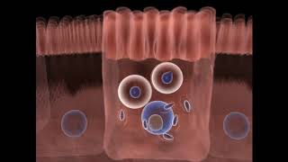 O ciclo de vida do Toxoplasma gondii  Parte 01 [upl. by Furey]