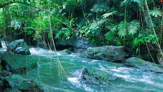 Soothing forest sounds Gurgling streams Chirping birds Relaxing sounds ASMR [upl. by Nigrom]