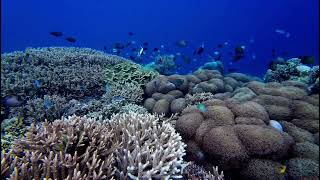 Tumbak island snorkeling  North Sulawesi Indonesia [upl. by Silvie]