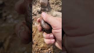 Amazing Lake Superior Agate Fresh Find [upl. by Sumaes]