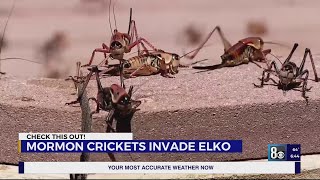 Mormon crickets invade Elko [upl. by Philina]