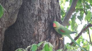 Alexandrine Parakeet Psittacula eupatria [upl. by Kallista752]