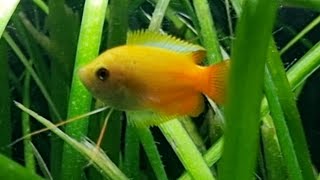 The Honey Gourami  Great Centrepiece Fish for the Small Aquarium [upl. by Bal]