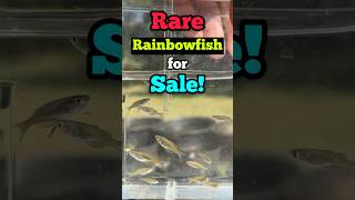 Unique Rare Rainbowfish for Sale Get Something Different for Your aquarium freshwaterfish [upl. by Pozzy902]