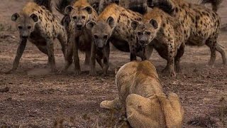 ضباع تاكل فريسة حية  Hyenas eating live prey [upl. by Younglove]