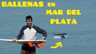 BALLENAS Y SURF EN MAR DEL PLATA [upl. by Anal]