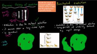 11 Punctuated Equilibrium vs Darwins Evolution HSC biology [upl. by Fayre]