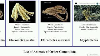 List of Animals of Order Comatulida comatula florometra cenolia clarkcomanthus stars antarctica [upl. by Ujawernalo]