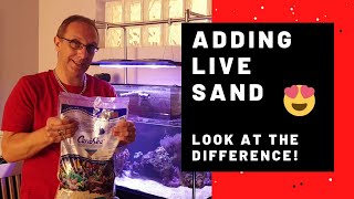 Adding Live Sand to my Reef Tank  Saltwater tank [upl. by Sidonie542]