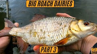 How to catch big roach big roach fishing uk river fishing [upl. by Tillinger]