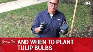 How and When to Plant Tulip Bulbs  Ace Hardware [upl. by Trinetta588]