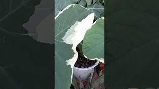 Xanthosoma quotMickey Mouse Plantquot SUPER BIG LEAVES shorts garden plants alocasia [upl. by Chrissy]