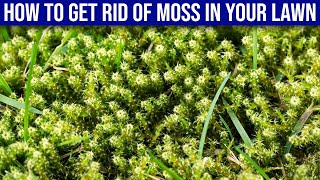 How To Get Rid Of Moss In Your Lawn [upl. by Rollie677]