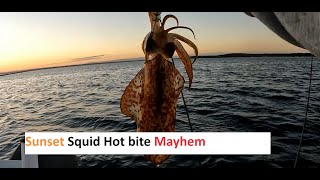 Sunset Squid fishing  bag out action  How to net squid so it inks everywhere [upl. by Nauqit]