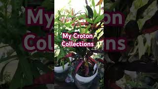 MY CROTON COLLECTIONS plants crotons collection [upl. by Schulz392]