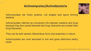 Overview Actinomycetes [upl. by Anoblav]