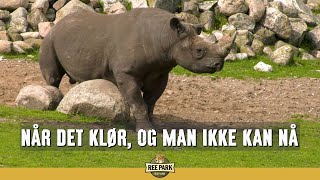 Når det klør [upl. by Noble]