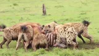 Hyenas Eating Zebra Maasai Mara [upl. by Nek299]