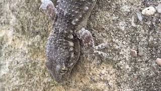 Tarentola mauritanica  Salamanquesa común  Common wall gecko [upl. by Nessi]