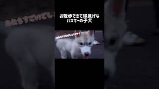 お散歩できて得意げなハスキーの子犬 シベリアンハスキー ハスキー ハスキー犬 [upl. by Suicul]