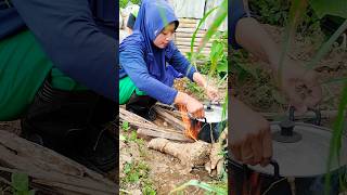 Rutinitas di ladang berkebun shortvideo cooking singkong singkongrebus [upl. by Salina]