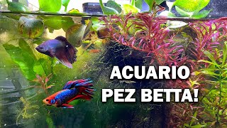 Acuario pez Betta bettafish tank diy [upl. by Katt184]