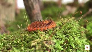 The Red Slug Caterpillar Eterusia Aedea [upl. by Brick]