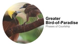 Greater BirdofParadise Phases of Courtship [upl. by Ardnek12]