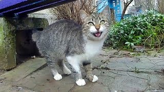 Tabby Stray Cat Meowing Unbelievably Cute [upl. by Regen100]