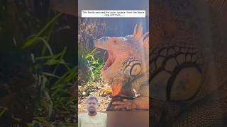 Viral sorts reptiles werescueanimal animals animalrescue lizard voicelessanimals sortsvideo [upl. by Nosredna702]