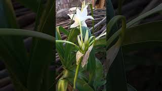 Crinum de flor blanca [upl. by Dobbins878]