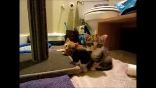 Cute Kitties fall asleep to Soft Kitty song [upl. by Lorn]