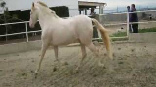 PRE 2 12 yr Cremello Perlino stallion WWWPREIMPORTSCOM [upl. by Mala]