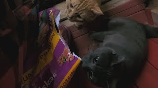 Jet wants food rightmeow Kittens snoozing and cluckies being silly [upl. by Siblee]