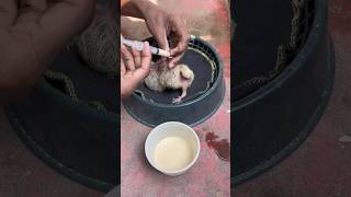 Baby pigeon handfeeding pigeon feeding feeding kabootar babypigeon pigeontreatment [upl. by Colene]