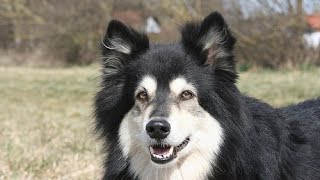 Finnish Lapphund [upl. by Yelda]