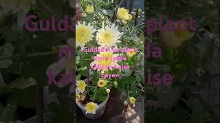 Guldaudi ke plant mein jyada flowers kaise payenkaise se Ghana Karenjyada kaliyan kaise payen [upl. by Ytsihc]