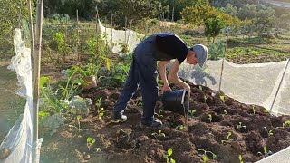 Agricultura Portugal Plantar couves 🥬 para o Natal [upl. by Annaerda]