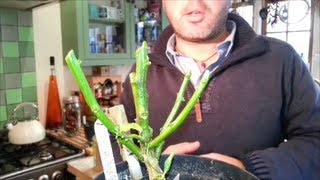 How to Overwinter Chili Pepper Plants an easy guide HD 🌶🌱 [upl. by Muns]