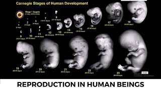 Reproduction In Human Beings  Reproduction  Class 10 Biology  Science  Chapter 07 CBSE [upl. by Adimra]