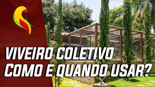 VIVEIRO COLETIVO QUANDO E COMO USAR [upl. by Alviani]