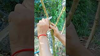 A111 Grafting fruit trees techniques grafting lemon wedges shorts easy YouTube youtubeshorts [upl. by Novart]