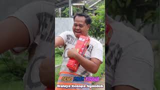 Waluyo Kenapa Jadi Ngondek gengemakkirana shorts short youtubeshorts shortvideo comedy funny [upl. by Sairtemed]